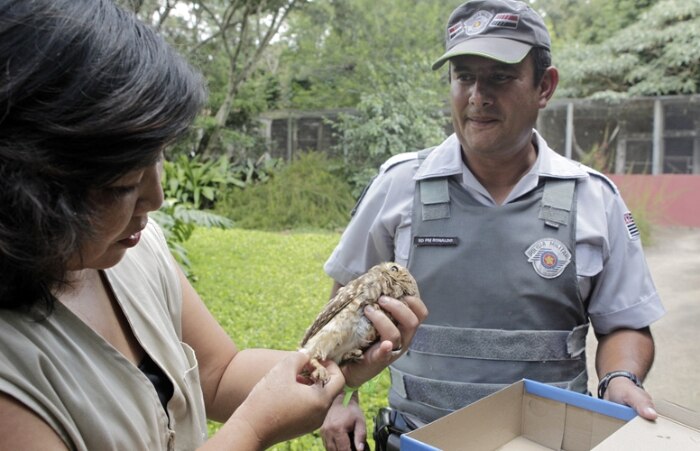 Animais são ameaçados por avanço de condomínios no interior de SP