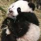 Urso panda em zoológico na Áustria Urso panda em zoológico na Áustria