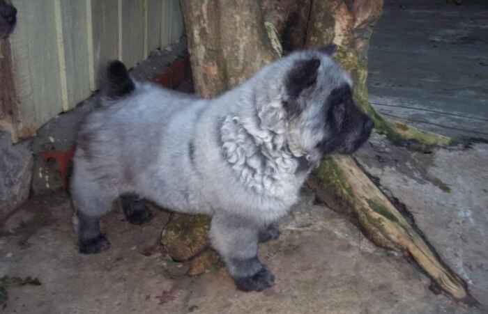 Chow-chow nasce com coloração panda em Curitiba 
