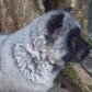 Chow-chow nasce com coloração panda em Curitiba 
