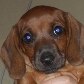 Prefeitura de Araraquara é condenada por sacrificar cachorro Prefeitura de Araraquara é condenada por sacrificar cachorro