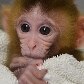 Nascem os primeiros macacos quiméricos do mundo Nascem os primeiros macacos quiméricos do mundo