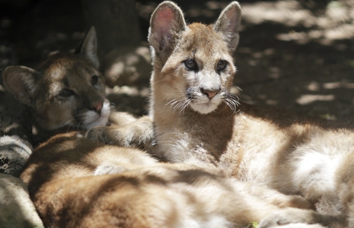 Animais são ameaçados por avanço de condomínios no interior de SP