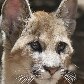 Animais são ameaçados por avanço de condomínios no interior de SP