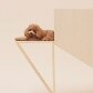 Mostra traz casinhas de cachorro projetadas na medida para eles