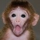 Nascem os primeiros macacos quiméricos do mundo