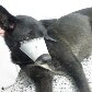 Cão que sobreviveu a tiro na cabeça dado pelo dono passa bem