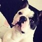 Cachorro inspira loja e estampa almofadas, canecas e camisetas Cachorro inspira loja e estampa almofadas, canecas e camisetas