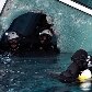 Mergulhadores tiveram de abrir buracos para entrar nas partes submersas do cruzeiro