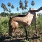 Dono faz campanha para ajudar égua de 3 patas