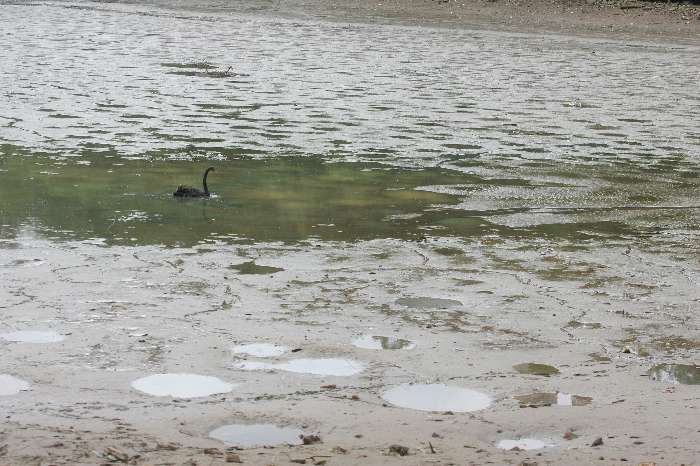 Com ajuda de soldados do Corpo de Bombeiros, os cisnes conseguiram sair do lago
