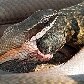 Jiboia é capturada ao tentar comer gato em Minas Gerais Jiboia é capturada ao tentar comer gato em Minas Gerais
