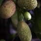 Novo levantamento lista plantas e animais invasores no Brasil Novo levantamento lista plantas e animais invasores no Brasil