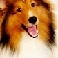 Cachorro inspira loja e estampa almofadas, canecas e camisetas Cachorro inspira loja e estampa almofadas, canecas e camisetas