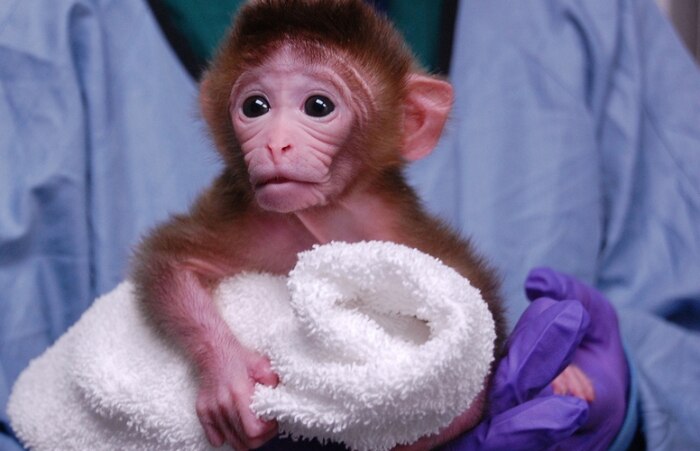 Nascem os primeiros macacos quiméricos do mundo