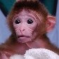 Nascem os primeiros macacos quiméricos do mundo
