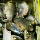 Conheça como funciona o imenso mercado a céu aberto de Belém Arte & Lazer - Peixes à venda no mercadão de Belém - Foto: Julia Rettmann/AE