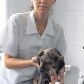 Turista surta e atira cachorros pela janela de prédio em Guarujá Turista surta e atira cachorros pela janela de prédio em Guarujá