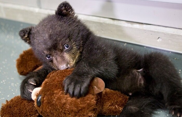 Urso em quarentena brinca com bicho de pelúcia
