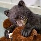 Urso em quarentena brinca com bicho de pelúcia Urso em quarentena brinca com bicho de pelúcia