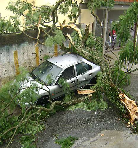 Árvore caída após chuva na  rua Francesco Albani,  Butantã, zona oeste da cidade. 23/01/2010