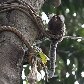 Novo levantamento lista plantas e animais invasores no Brasil Novo levantamento lista plantas e animais invasores no Brasil