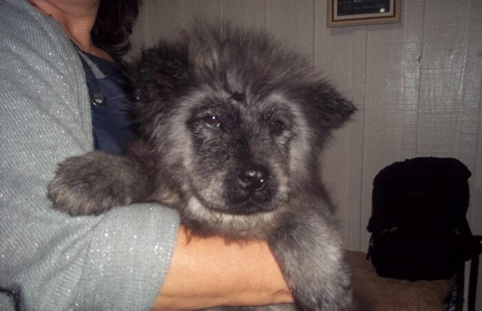 Chow-chow nasce com coloração panda em Curitiba 