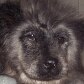 Chow-chow nasce com coloração panda em Curitiba 