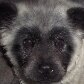 Chow-chow nasce com coloração panda em Curitiba