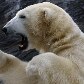 Ursos brigam no Zoológico de Praga, na República Tcheca Ursos brigam no Zoológico de Praga, na República Tcheca
