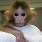 Nascem os primeiros macacos quiméricos do mundo