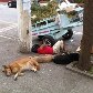 Catador de lixo e seus cães dormindo na calçada, na Vila Nova Conceição, em São Paulo.11/05/2011 Catador de lixo e seus cães dormindo na calçada, na Vila Nova Conceição, em São Paulo.11/05/2011