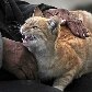 Afegão e seu gato sentam nas ruas de Cabul durante o feriado de Eid al-Adha Afegão e seu gato sentam nas ruas de Cabul durante o feriado de Eid al-Adha