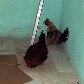 ONG recolhe 100 animais deixados para trás em Pinheirinho ONG recolhe 100 animais deixados para trás em Pinheirinho