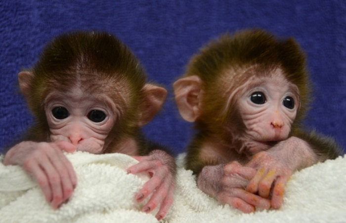 Nascem os primeiros macacos quiméricos do mundo