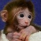 Nascem os primeiros macacos quiméricos do mundo Nascem os primeiros macacos quiméricos do mundo