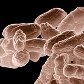 Prisão de traficante, reintegração de posse na USP e até onça foram os destaques da semana