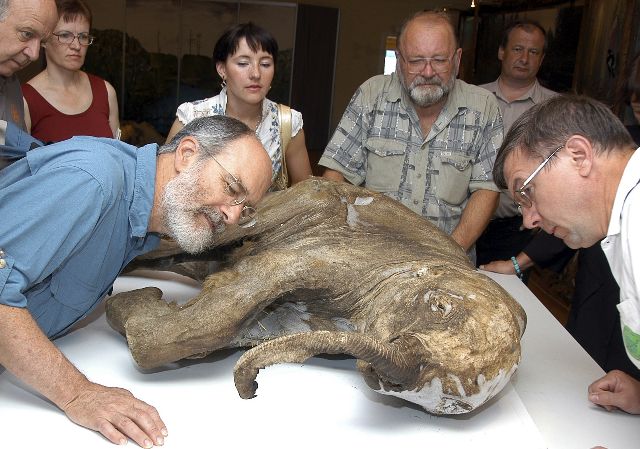Cientistas examinam carcaça de bebê mamute que pode ter 10 mil anos