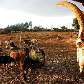 Jaílson José das Neves, 36 anos, alimenta com palha de cana seu rebanho de 20 vacas gordas