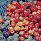 Fotos mostram a paixão de Gilberto Freyre pela gastronomia