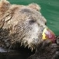 Animais ganham picolés no Jardim Zoológico do Rio de Janeiro 