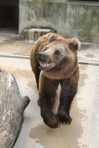 Zoológico de SP ganha urso-pardo e mais oito moradores