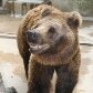 Zoológico de SP ganha urso-pardo e mais oito moradores