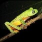 Mostra reúne 23 imagens de animais em extinção Mostra reúne 23 imagens de animais em extinção