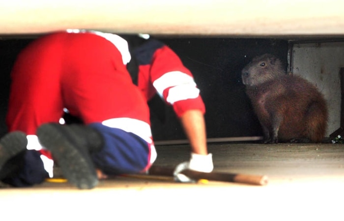 Capivara grávida se abriga debaixo da rampa do STF, em Brasília