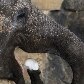 Elefante indiano come neve no Zoológico de Praga, na República Tcheca Elefante indiano come neve no Zoológico de Praga, na República Tcheca