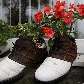 Sapatos velhos servem para plantar flores na janela de escritório em St. Andrews, Escócia