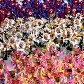 A escola de samba Beija-flor de Nilópolis desfila na Sapucaí, no Rio de Janeiro
