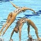 Rússia leva o ouro no nado sincronizado por equipes pela oitava vez seguida