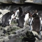 Ilhas Malvinas: 30 anos depois da Guerra Internacional - A Ilha Saunders abriga colônias de Pinguim Saltador - Foto: Solly Boussidan/AE